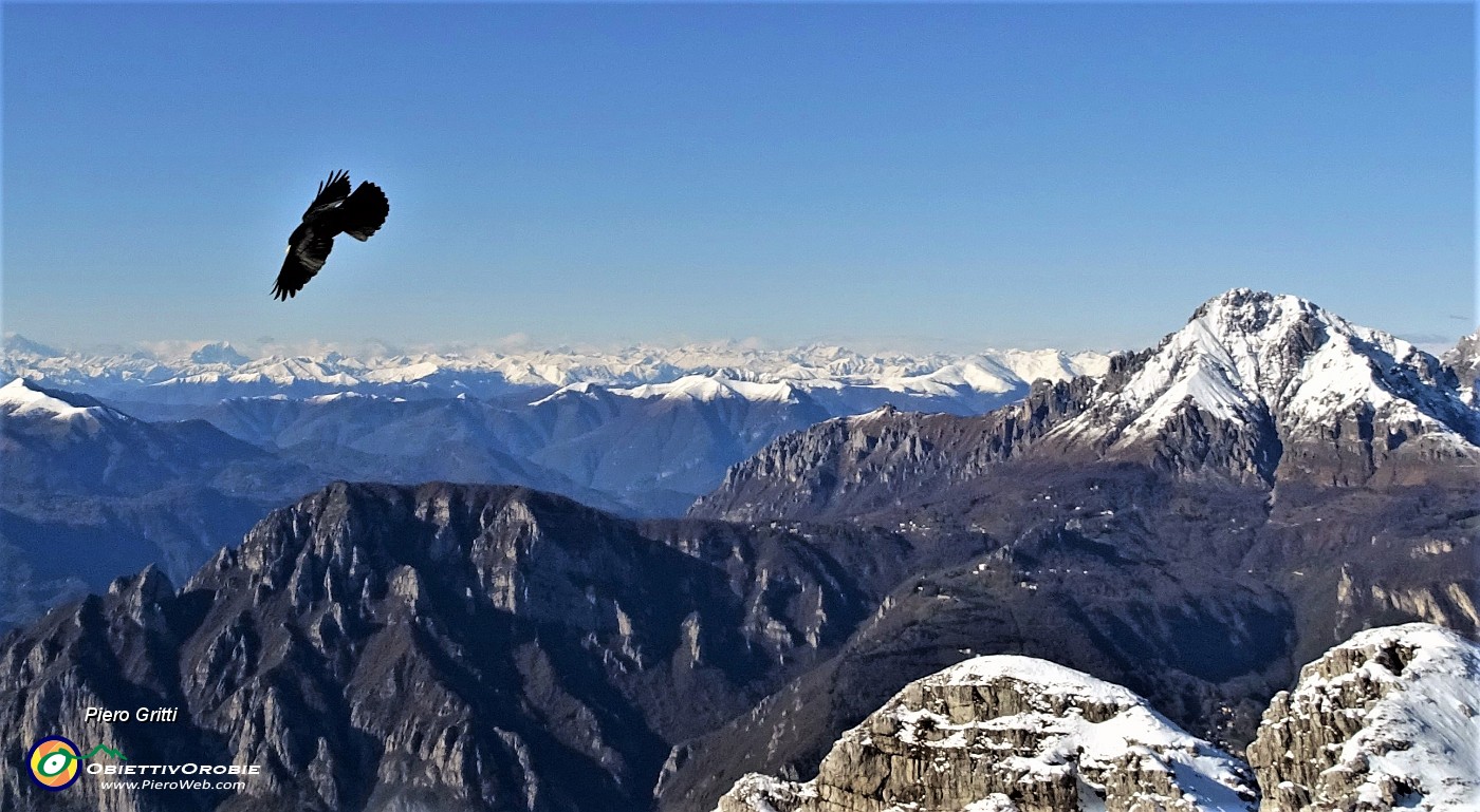 67 Gracchio in volo ...con Grignetta a dx e Alpi all'orizzonte.JPG -                                